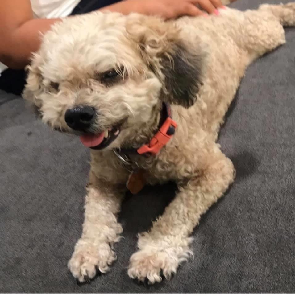 Bella, also known as Miss Dale, a white curly-haired dog wearing an orange collar and resting on a gray cushion.